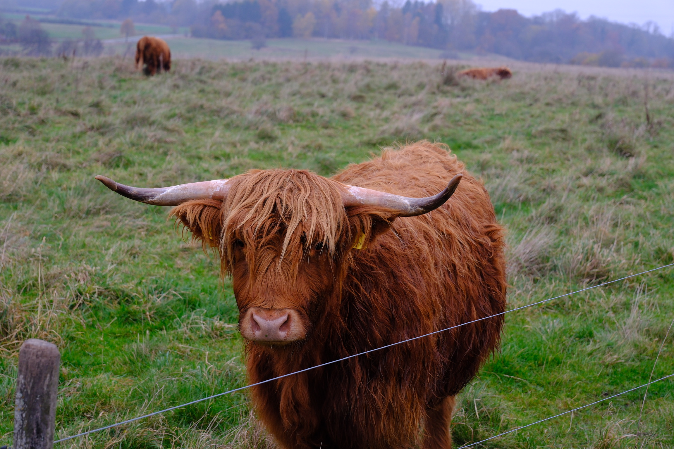 Furry cow